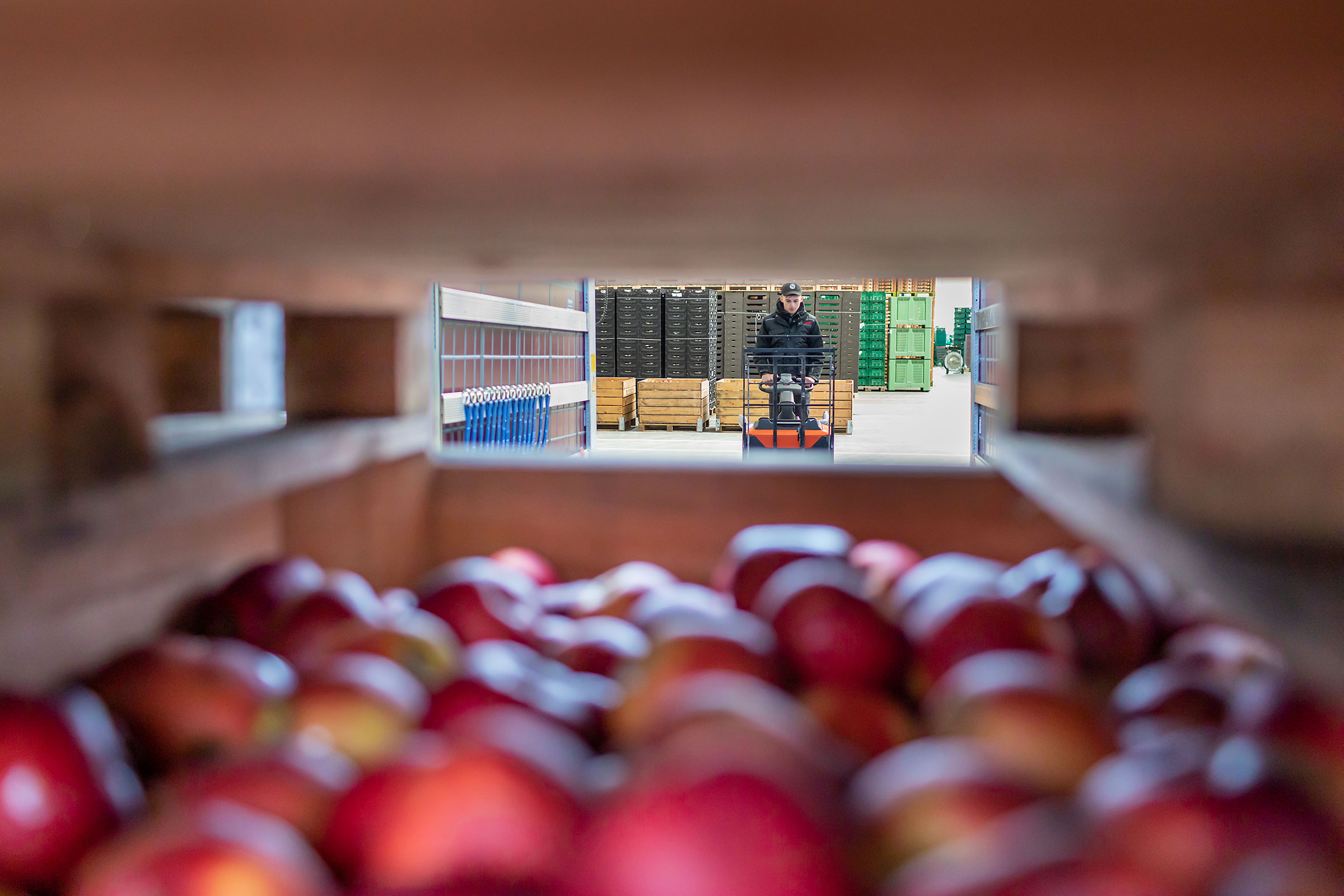 Appels in kratten bij Lucas Logistics