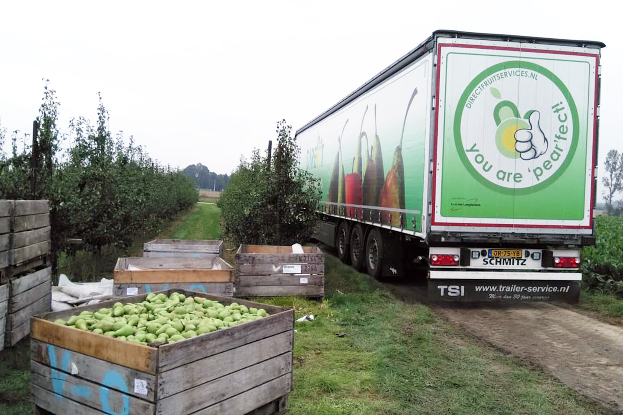 Vrachtwagen van Direct fruitservices in boomgaard met kist vol peren op voorgrond